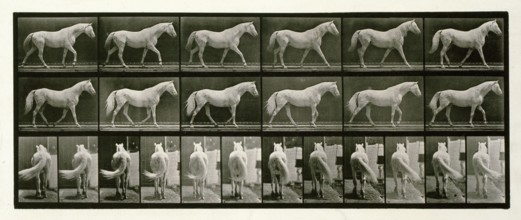 Walking, 1872-1885.  Creator: Eadweard J Muybridge.