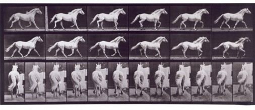 Trotting free, 1872-1885.  Creator: Eadweard J Muybridge.