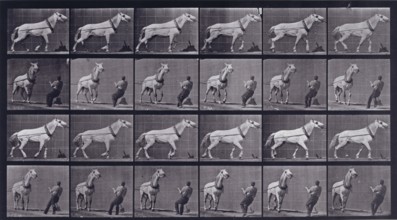 Hauling, man pulling at head, 1872-1885.  Creator: Eadweard J Muybridge.