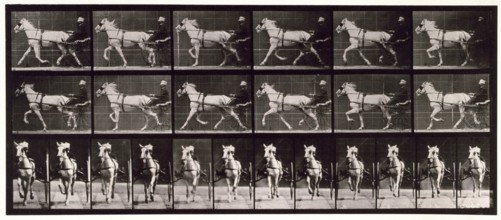 Trotting, 1872-1885.  Creator: Eadweard J Muybridge.
