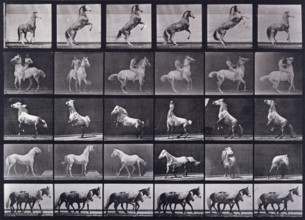 Horses rearing, etc, 1872-1885.   Creator: Eadweard J Muybridge.