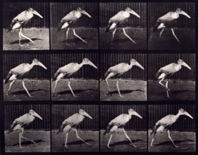 Adjutant, 1872-1885.  Creator: Eadweard J Muybridge.