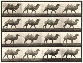 Bactrian camel, 1872-1885.  Creator: Eadweard J Muybridge.