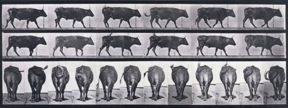 Ox walking, 1872-1885. Creator: Eadweard J Muybridge.