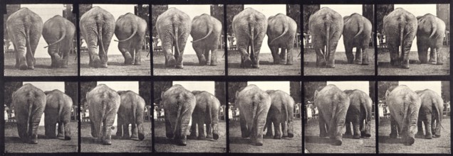 Elephants, 1872-1885.   Creator: Eadweard J Muybridge.