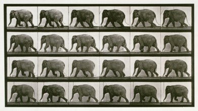 Elephant, 1872-1885. Creator: Eadweard J Muybridge.