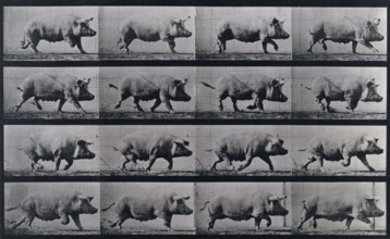 Sow trotting, 1872-1885.   Creator: Eadweard J Muybridge.