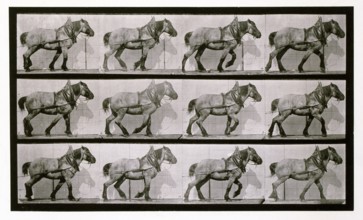 Hauling, 1872-1885.  Creator: Eadweard J Muybridge.