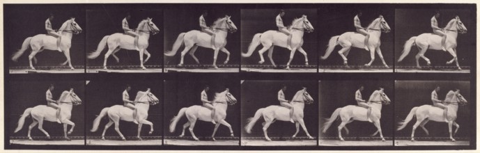 Ambling, (single foot), 1872-1885.  Creator: Eadweard J Muybridge.