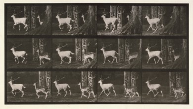 Fallow deer, 1872-1885.  Creator: Eadweard J Muybridge.