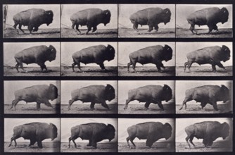 Buffalo, 1872-1885.  Creator: Eadweard J Muybridge.