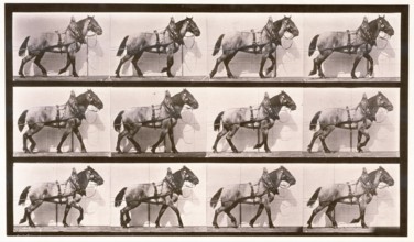 Hauling, 1872-1885. Creator: Eadweard J Muybridge.
