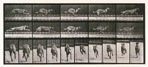 Dog, 1872-1885. Creator: Eadweard J Muybridge.