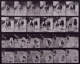 Dogs, 1872-1885.   Creator: Eadweard J Muybridge.