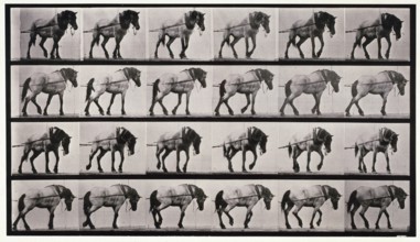 Hauling, 1872-1885.  Creator: Eadweard J Muybridge.