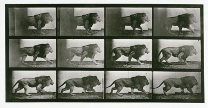 Lion, 1872-1885.  Creator: Eadweard J Muybridge.