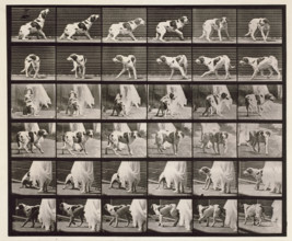 Dog, 1872-1885.  Creator: Eadweard J Muybridge.