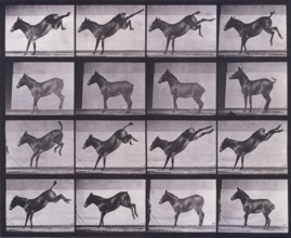 Mule, kicking, Ruth, 1872-1885.   Creator: Eadweard J Muybridge.