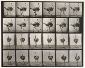 Ostrich, 1872-1885. Creator: Eadweard J Muybridge.
