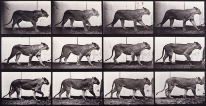 Lioness walking, 1872-1885.  Creator: Eadweard J Muybridge.