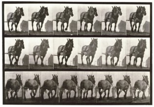 Hauling, 1872-1885.  Creator: Eadweard J Muybridge.