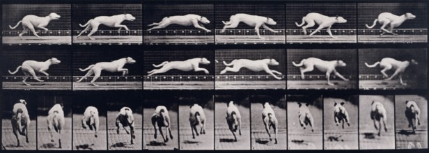 Dog, 1872-1885.   Creator: Eadweard J Muybridge.