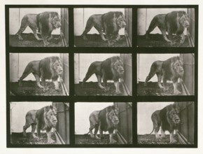 Lion, 1887.  Creator: Eadweard J Muybridge.