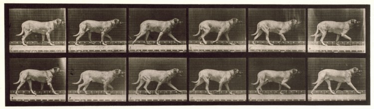 Dog, 1872-1885.  Creator: Eadweard J Muybridge.