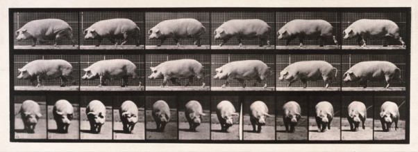 Sow walking, 1872-1885.  Creator: Eadweard J Muybridge.