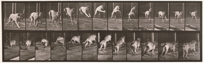 Dog, 1872-1885.  Creator: Eadweard J Muybridge.