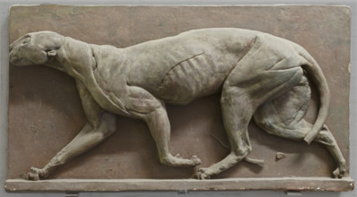 Écorché Panther, mid-late 18th century?  Creator: George Stubbs.
