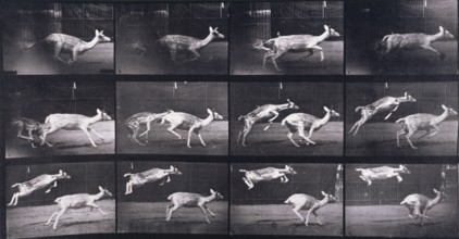 Fallow deer, 1872-1885.  Creator: Eadweard J Muybridge.