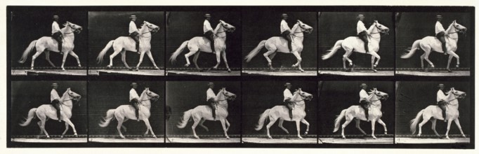 Ambling, (single foot), 1872-1885.  Creator: Eadweard J Muybridge.