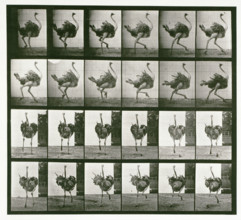 Ostrich, 1872-1885. Creator: Eadweard J Muybridge.
