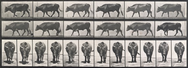 Ox walking, 1872-1885.  Creator: Eadweard J Muybridge.