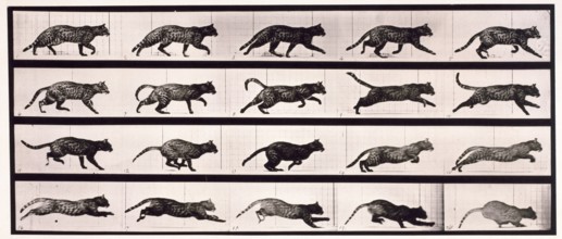 Cat, 1872-1885.  Creator: Eadweard J Muybridge.