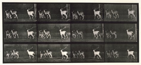Fallow deer, 1872-1885.  Creator: Eadweard J Muybridge.