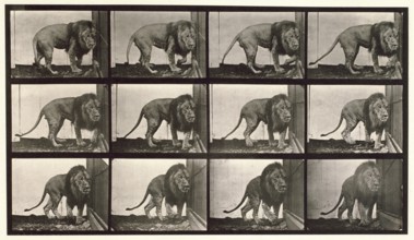 Lion, 1872-1885.  Creator: Eadweard J Muybridge.