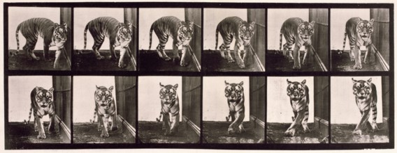 Tigress, 1872-1885.  Creator: Eadweard J Muybridge.