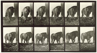 Lion walking turning around, 1872-1885.  Creator: Eadweard J Muybridge.