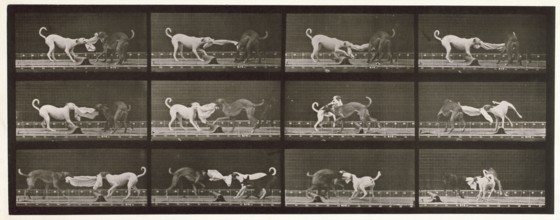 Dogs, 1872-1885.  Creator: Eadweard J Muybridge.