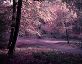 Burnham Beeches, Buckinghamshire, c1955.  Creator: Arthur Charles Kirby Ware.