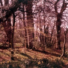 Woodland walk, Palace Hotel, Torquay, Devon, c1955.  Creator: Arthur Charles Kirby Ware.