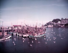 Boats and gulls in the harbour at Brixham, Devon, c1955. Creator: Arthur Charles Kirby Ware.