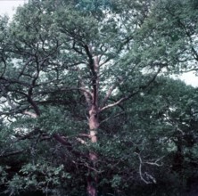 Oak trees stripped of bark by insects, Forest of Dean, c1955.  Creator: Arthur Charles Kirby Ware.
