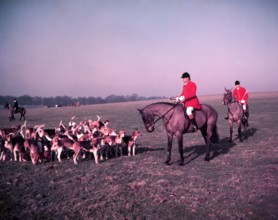 Hunt of Woburn Abbey, Bedfordshire, c1955.  Creator: Arthur Charles Kirby Ware.