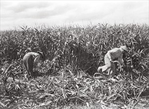 Tirailleurs Indochinois travaillant dans les champs français en 1916