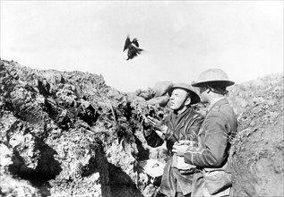 Dans une tranchée sur le front de l'ouest, des soldats canadiens envoient un message par un pigeon