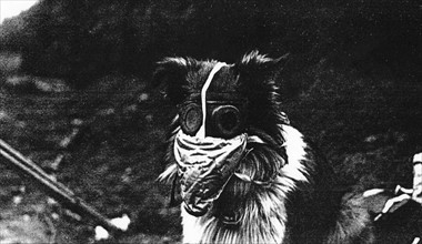 Les chiens utilisés pendant la guerre
Un chien équipé d'un masque à gaz
