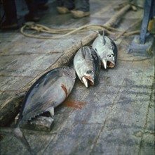 En août 1955, à bord du dernier thonier à voile de Concarneau, ces trois thons qui viennent d'être